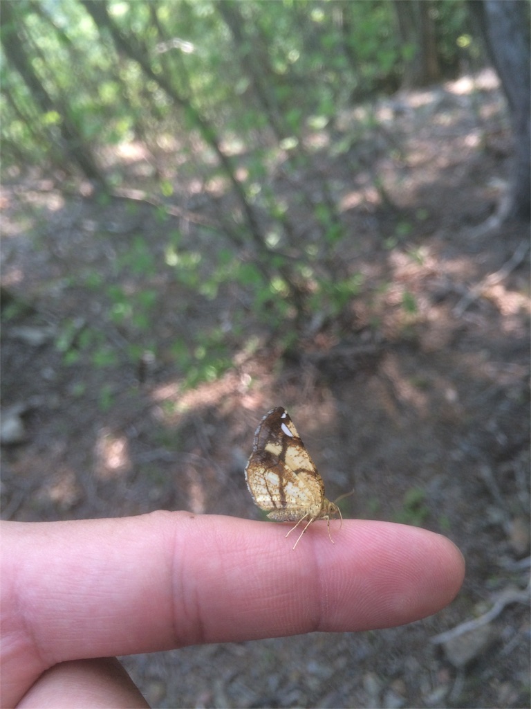 f:id:naturez:20160522141713j:image f:id:naturez:20160522141713j:image