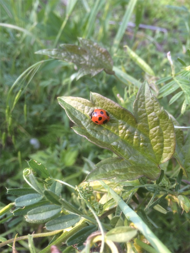 f:id:naturez:20160522141837j:image f:id:naturez:20160522141837j:image