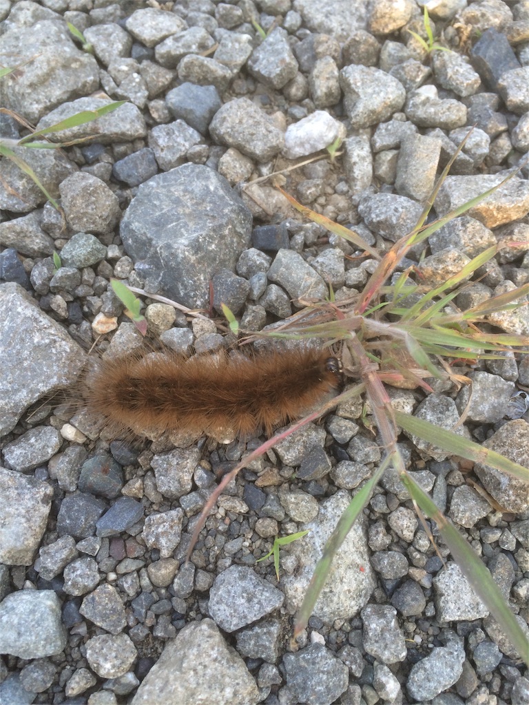 f:id:naturez:20160522141847j:image f:id:naturez:20160522141847j:image