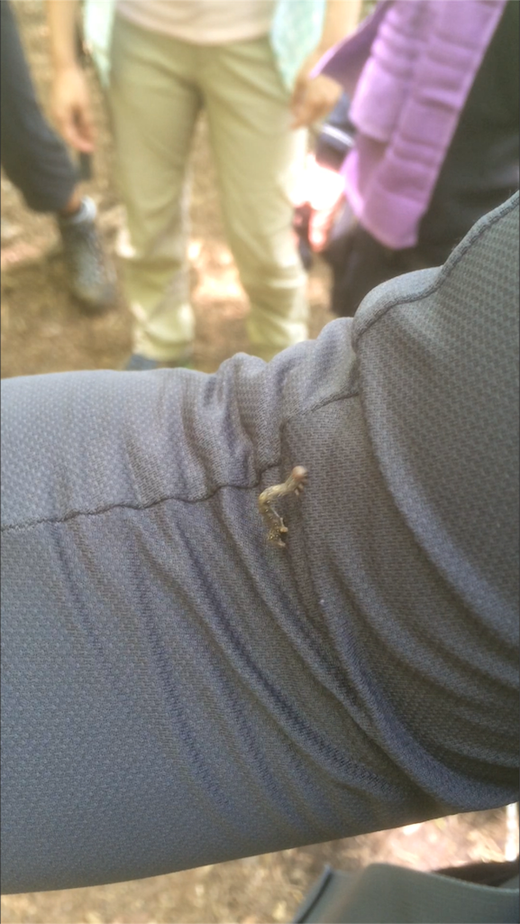 f:id:naturez:20160522141934p:image f:id:naturez:20160522141934p:image