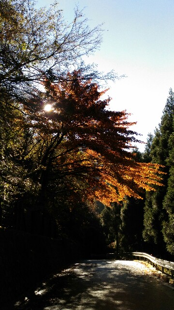 f:id:naturez:20161117124835j:image