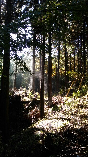 f:id:naturez:20161117125043j:image