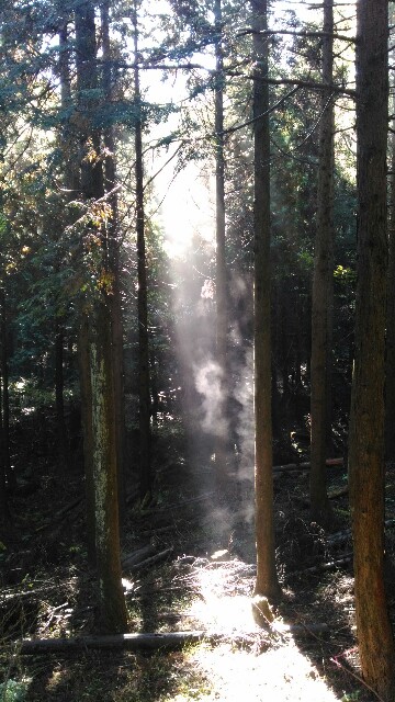 f:id:naturez:20161117125101j:image