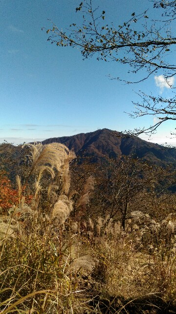 f:id:naturez:20161117125233j:image