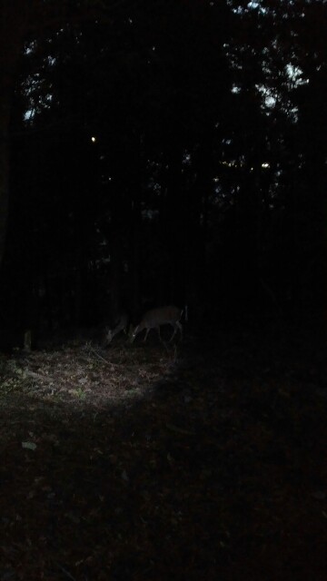 f:id:naturez:20161118123914j:image