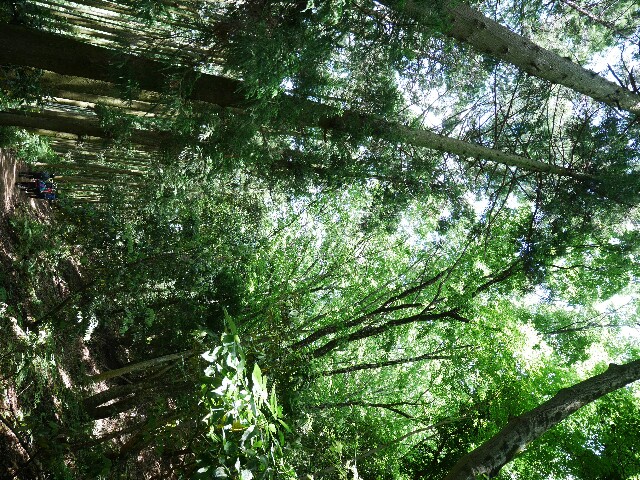 f:id:naturez:20170605112527j:image f:id:naturez:20170605112527j:image