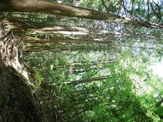 f:id:naturez:20170605112622j:image f:id:naturez:20170605112622j:image