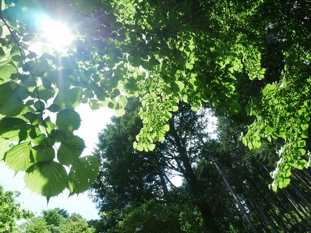 f:id:naturez:20170605113125j:image f:id:naturez:20170605113125j:image