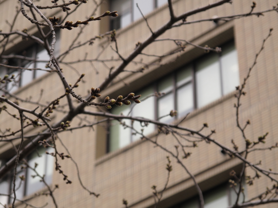 f:id:navecin:20090311120530j:image:w450