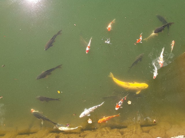 f:id:navi110:20221016191514j:image