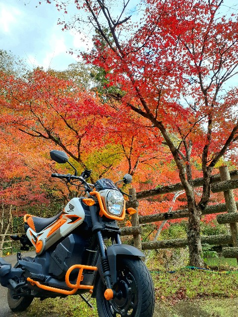 f:id:navi110:20231118190609j:image