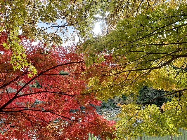 f:id:navi110:20231118191021j:image