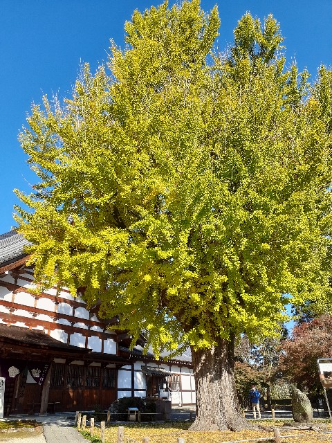 f:id:navi110:20231120212708j:image