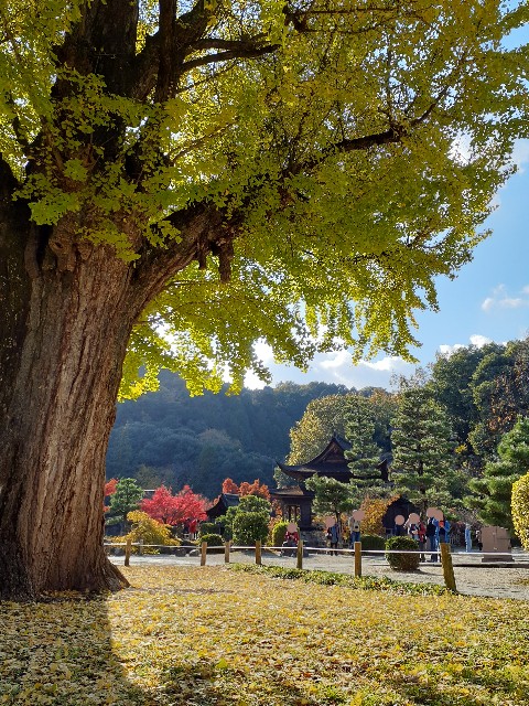 f:id:navi110:20231120213824j:image