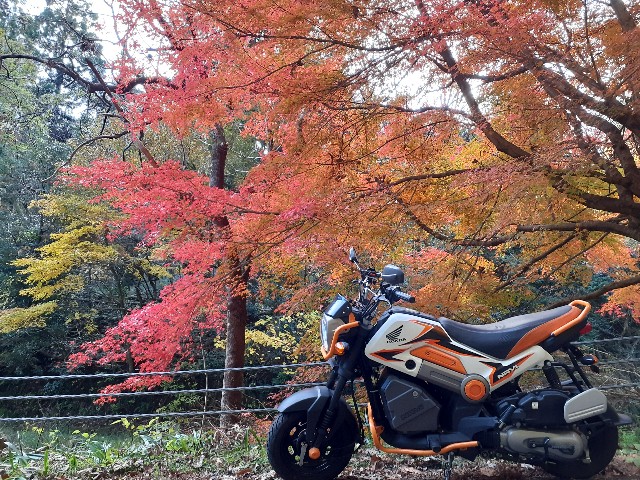 f:id:navi110:20231125102447j:image