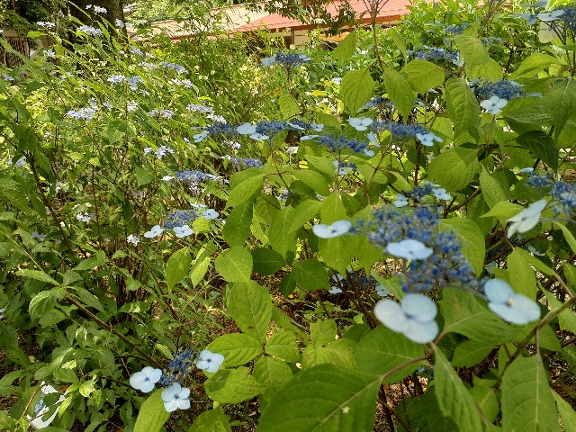 f:id:navi110:20240608231642j:image