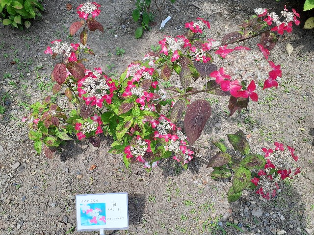 f:id:navi110:20240608231734j:image