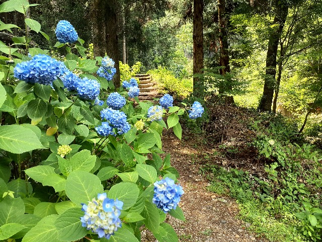 f:id:navi110:20240608232921j:image