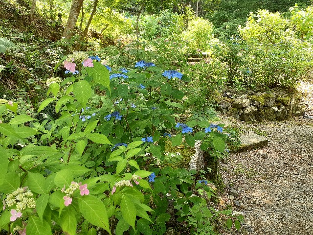 f:id:navi110:20240608232943j:image