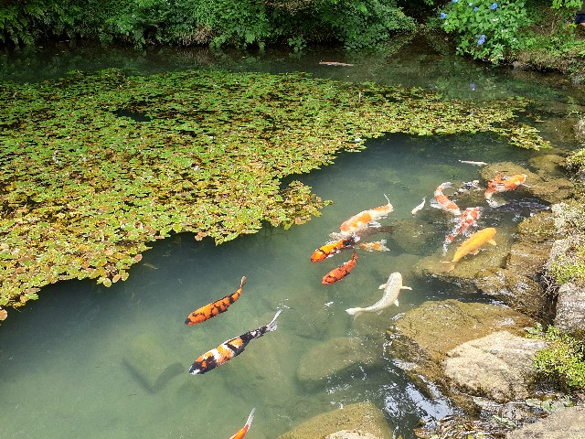 f:id:navi110:20240608233244j:image