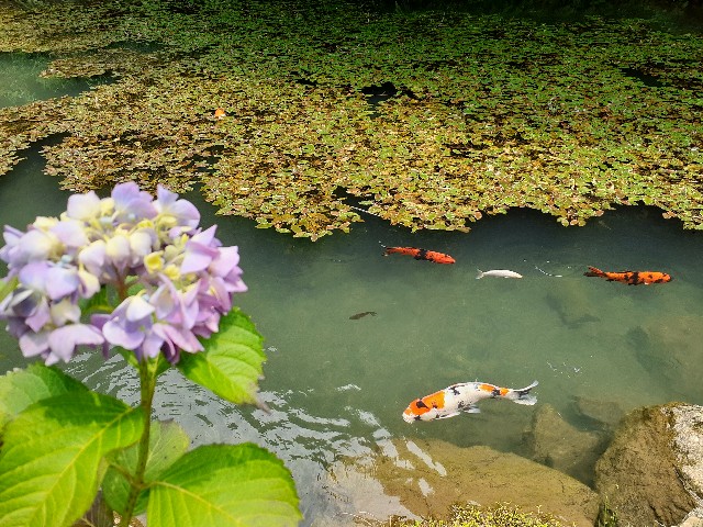 f:id:navi110:20240608233327j:image