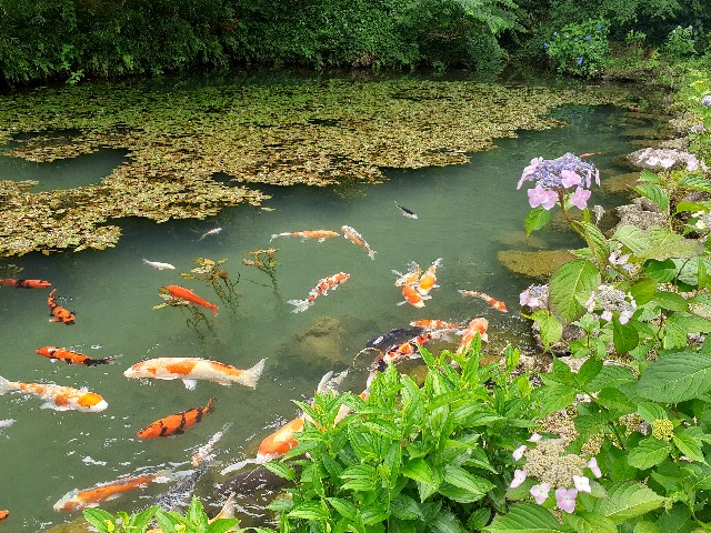 f:id:navi110:20240608233414j:image