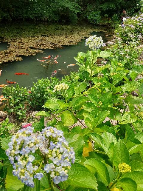 f:id:navi110:20240608233645j:image