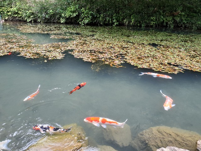 f:id:navi110:20240608233726j:image