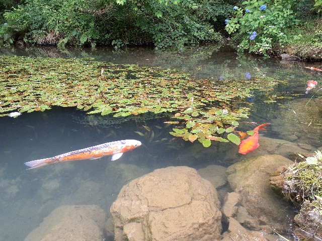 f:id:navi110:20240608233806j:image