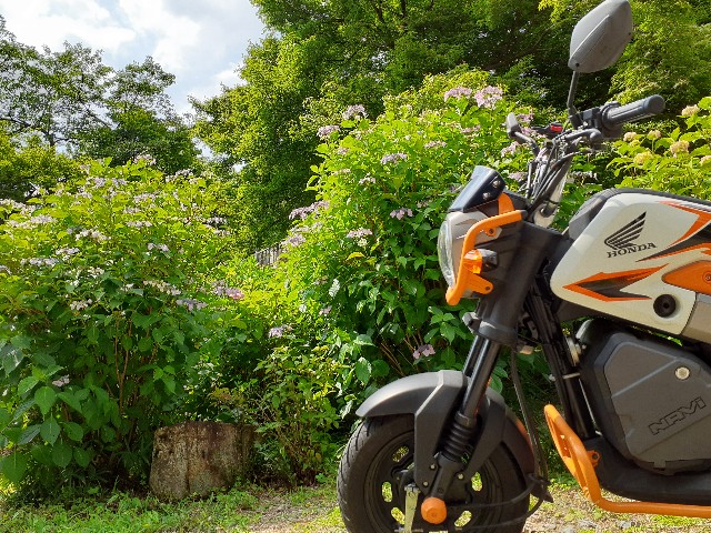 f:id:navi110:20240608234635j:image