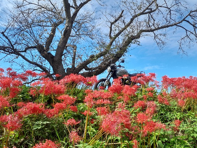 f:id:navi110:20241005181606j:image