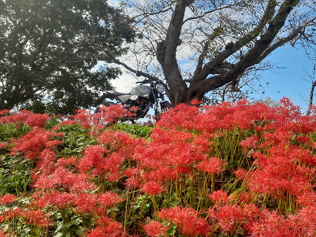 f:id:navi110:20241005181710j:image