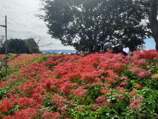 f:id:navi110:20241005182132j:image