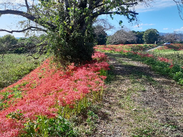 f:id:navi110:20241005182159j:image