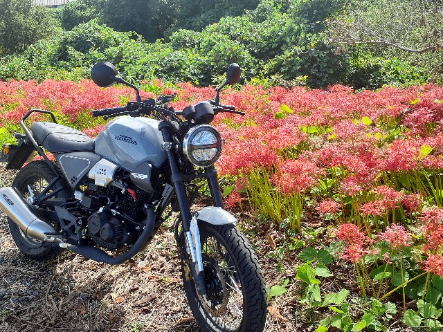 f:id:navi110:20241005182331j:image