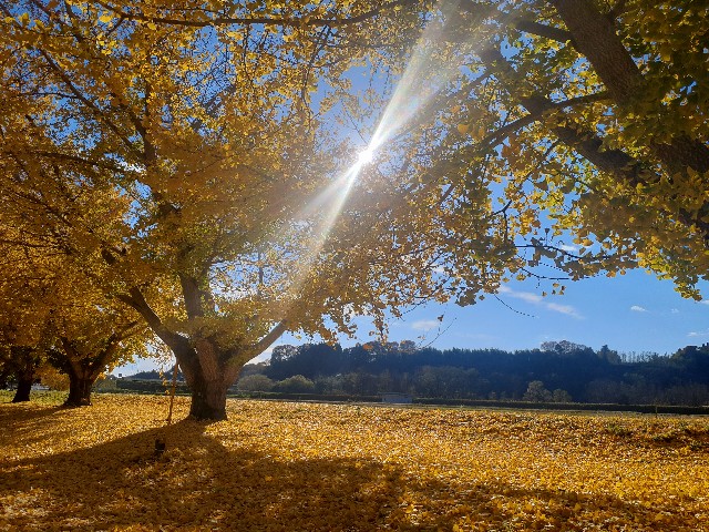 f:id:navi110:20241123204855j:image