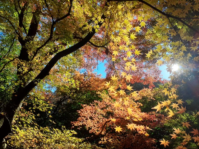 f:id:navi110:20241201181840j:image