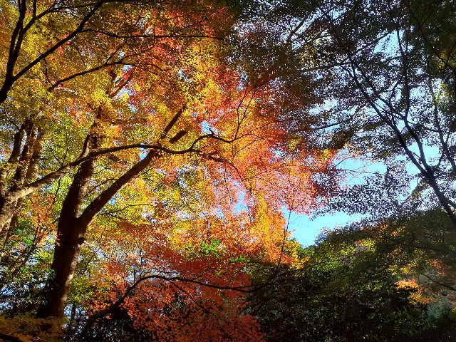 f:id:navi110:20241201181931j:image