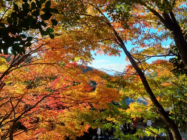 f:id:navi110:20241201182134j:image