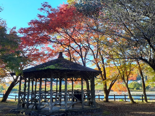 f:id:navi110:20241201183522j:image