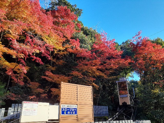 f:id:navi110:20241201183906j:image