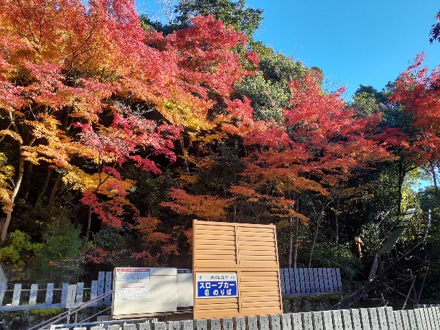 f:id:navi110:20241201184237j:image