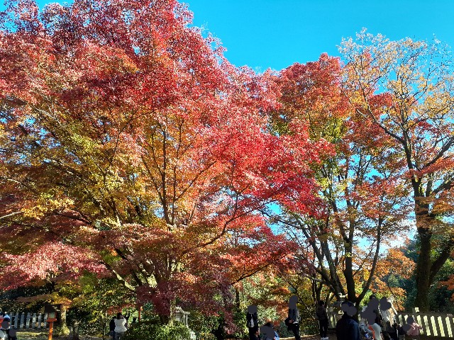 f:id:navi110:20241201184834j:image