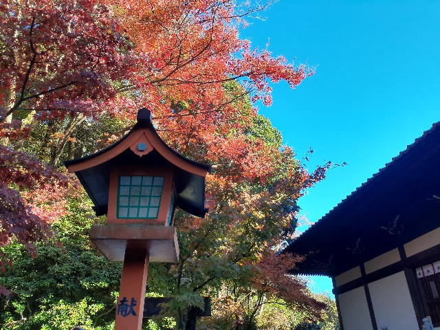 f:id:navi110:20241201184928j:image