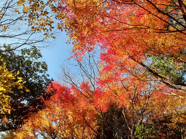 f:id:navi110:20241202175717j:image