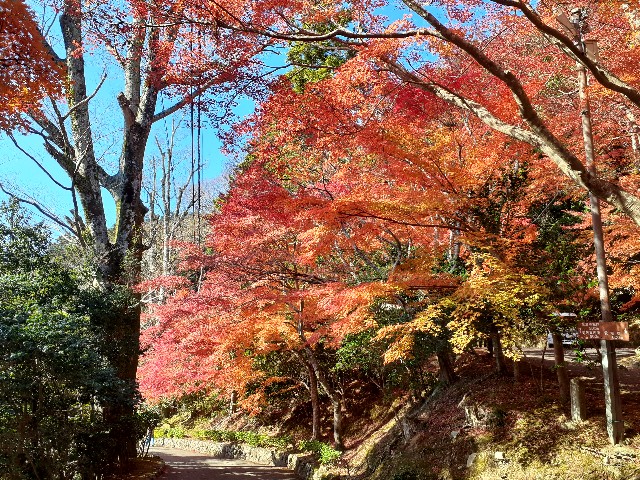 f:id:navi110:20241202175847j:image