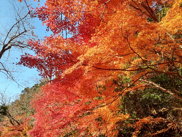 f:id:navi110:20241202175903j:image