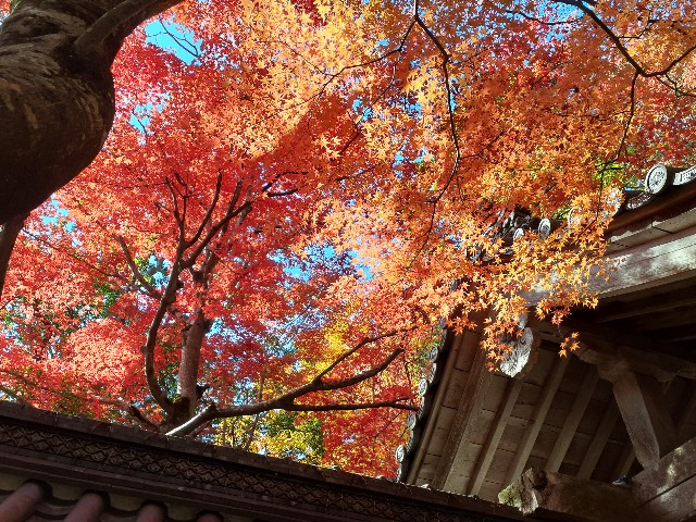 f:id:navi110:20241202180253j:image