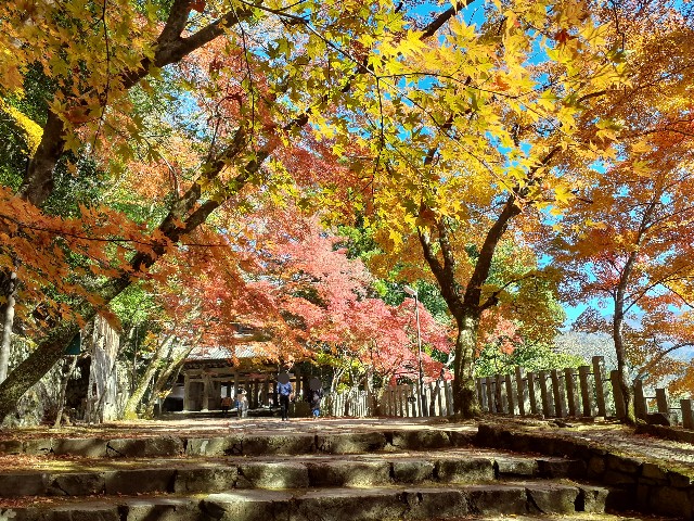 f:id:navi110:20241202180538j:image