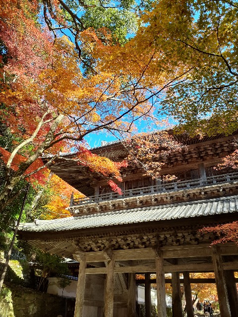 f:id:navi110:20241202180806j:image